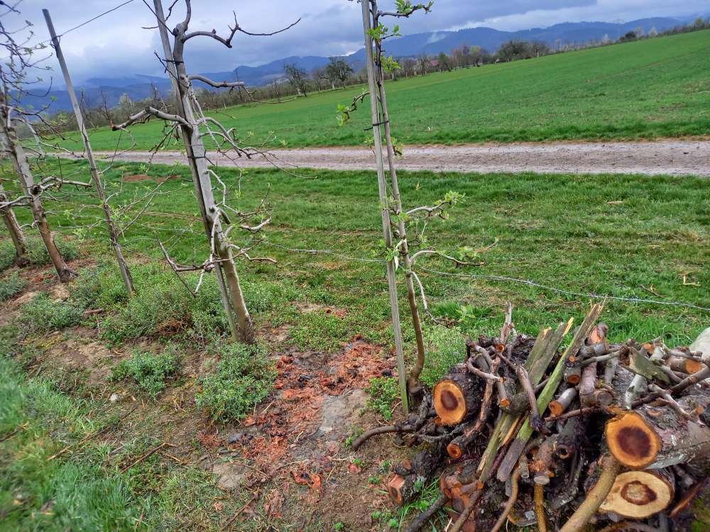 Giftköder-Stacheldraht auf Knöchelhöhe-Profilbild