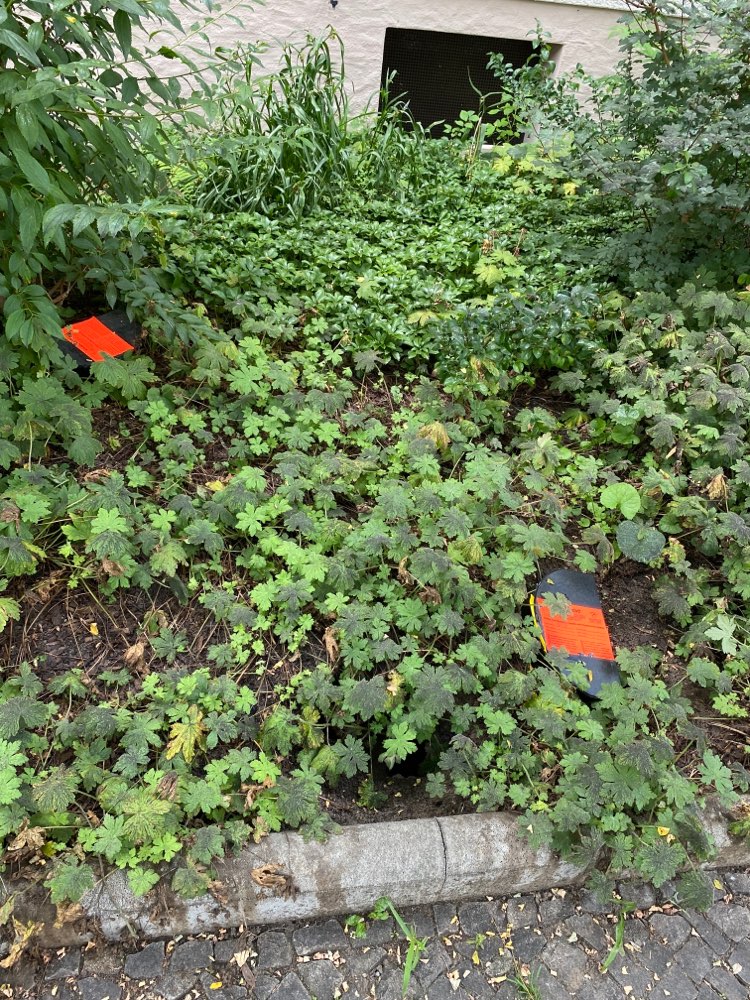 Giftköder-Rattengift-Profilbild