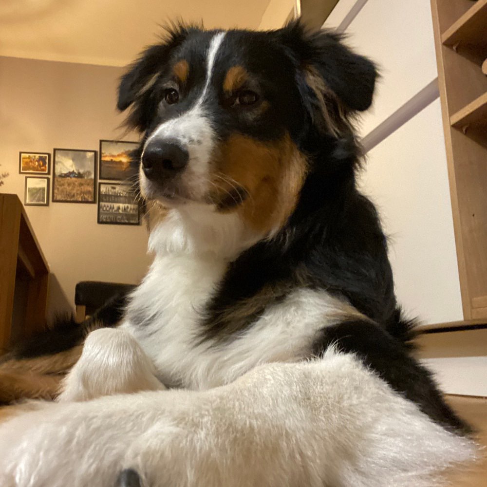 Hundetreffen-8 Monate ausgelassener Aussi freut sich auf neue Freunde-Profilbild