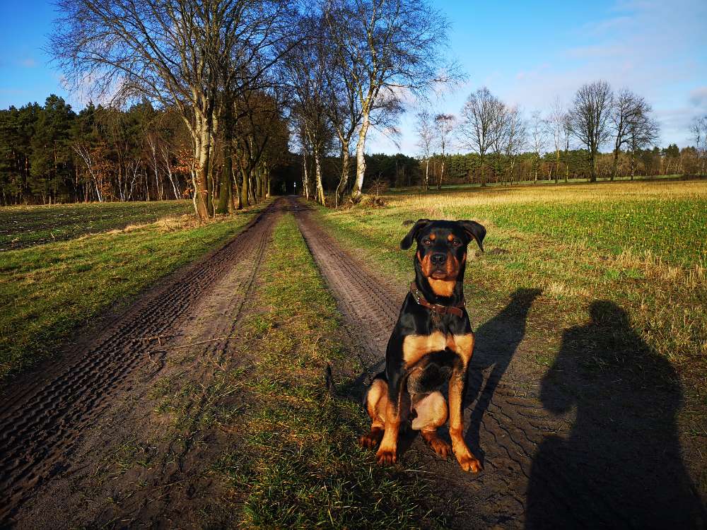 Hundetreffen-Spielpartner gesucht-Profilbild