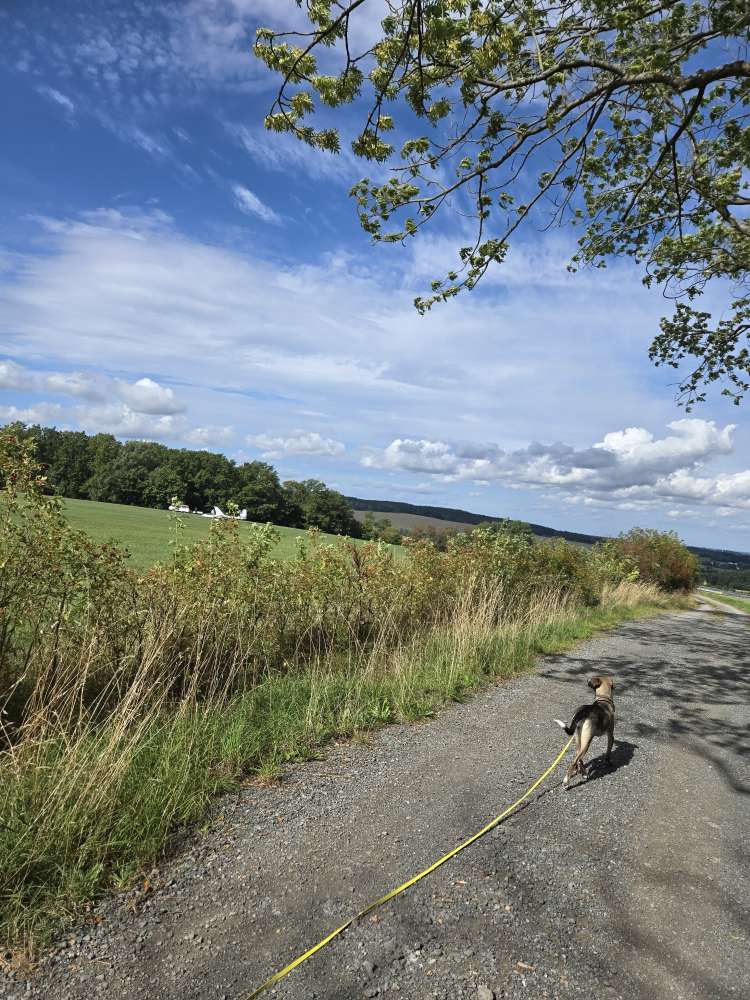 Hundetreffen-Hundekontakte-Profilbild