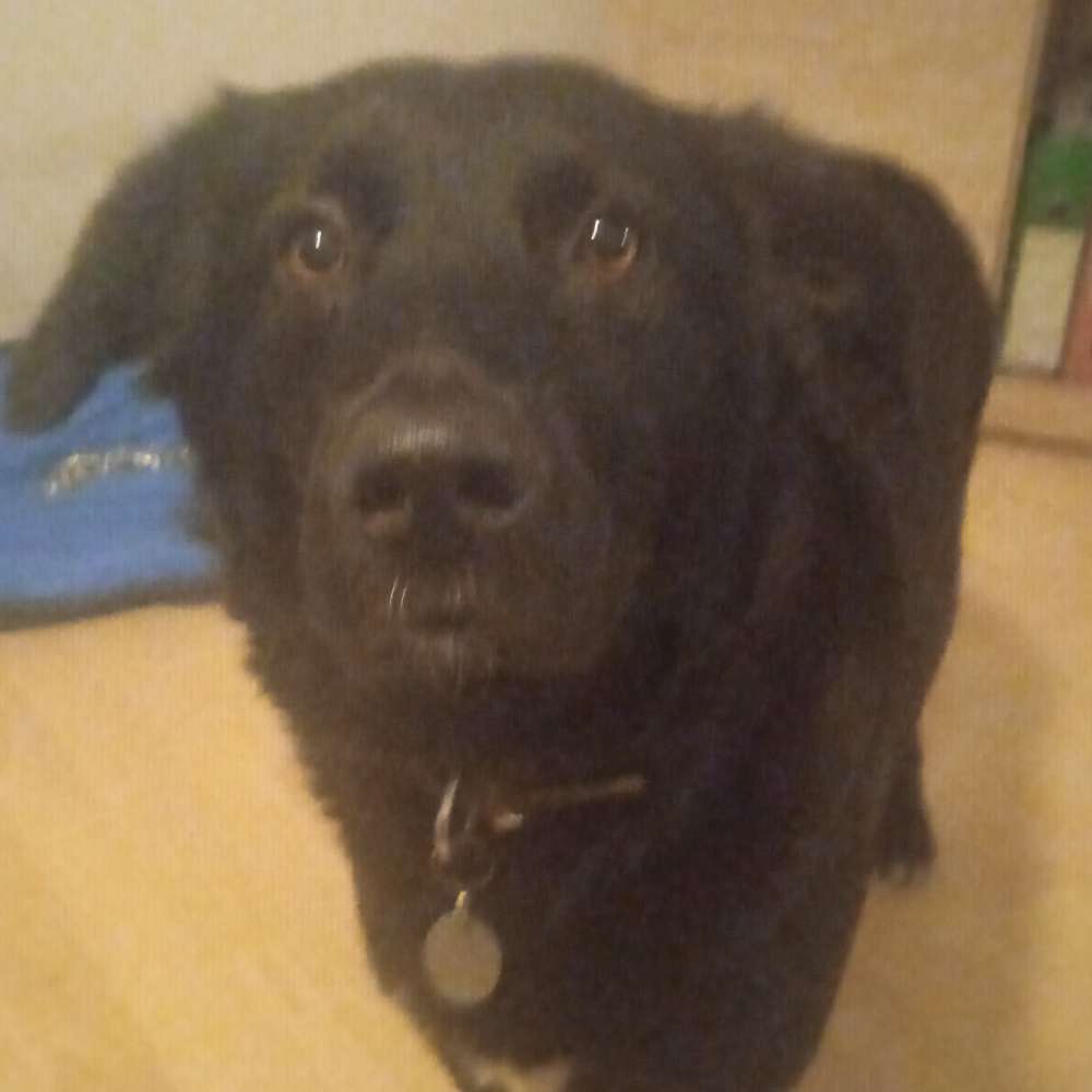 Hundetreffen-Bagira würde sich sehr über neue Kontakte freuen-Profilbild