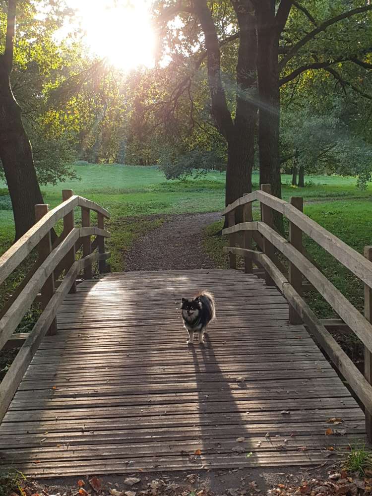 Hundetreffen-Gassirunde-Profilbild
