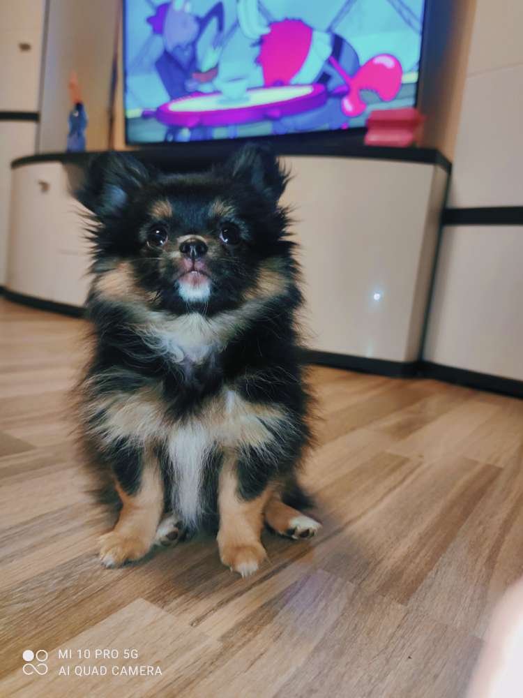 Hundetreffen-Welpen treffen Leverkusen-Profilbild