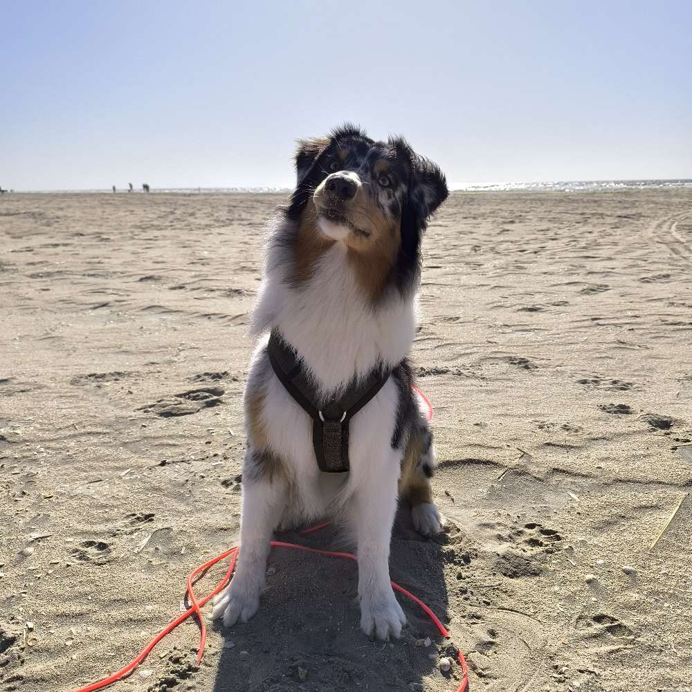 Hundetreffen-Training/ Social Walks-Profilbild