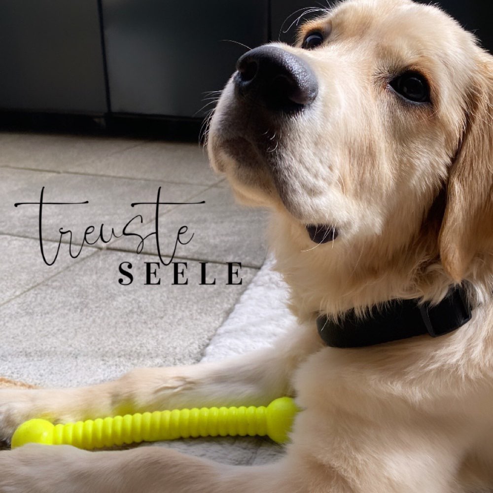 Hundetreffen-Junghunde Spiel- Date-Profilbild