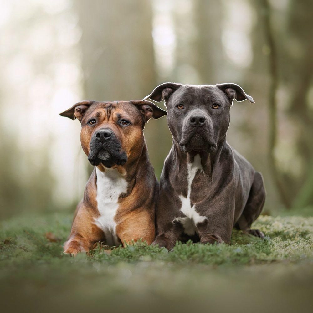 Hundetreffen-Hundeschule Waldschnauzen-Profilbild