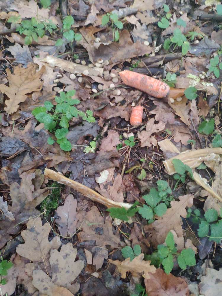 Giftköder-Verdacht auf Giftköder-Profilbild