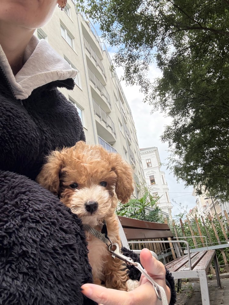 Hundetreffen-Welpenspieltreff-Profilbild