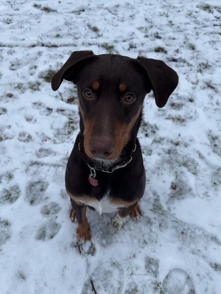 Hundetreffen-Hundefreunde gesucht-Profilbild