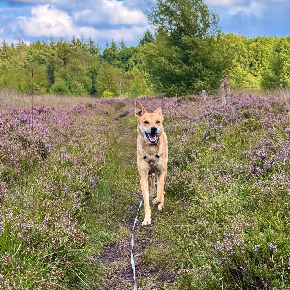 Hundetreffen-Spazieren ohne Spiel-Profilbild
