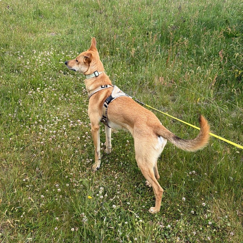 Hundetreffen-Spaziergänge mit Abstand-Profilbild
