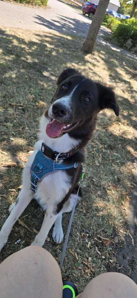 Hundetreffen-Hundefreundschaften-Profilbild