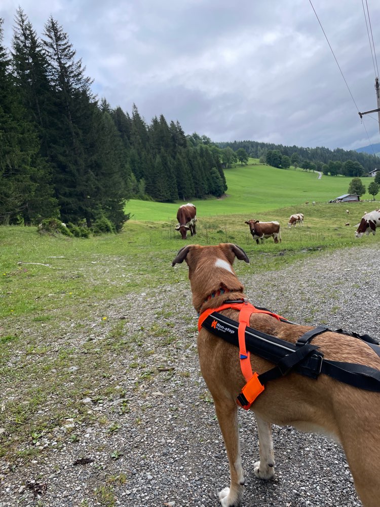 Hundetreffen-Spaziergang im Zeisigwald-Profilbild