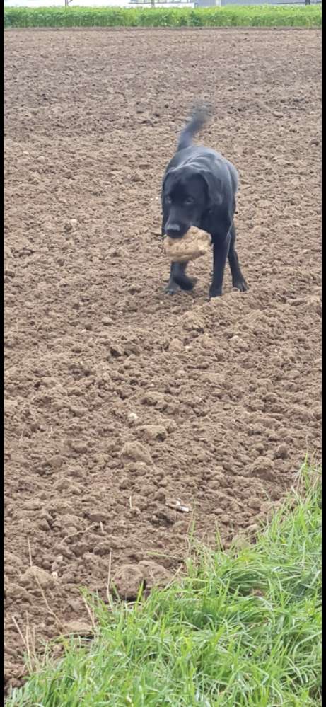 Hundetreffen-Gassigeh Partner-Profilbild