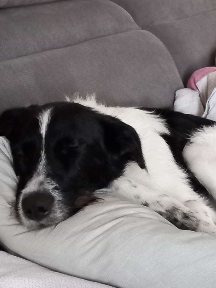 Hundetreffen-Junghunde spielen zusammen-Profilbild