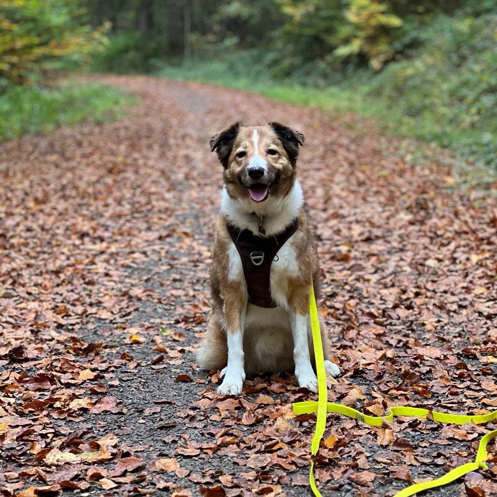 Hundetreffen-Social Training-Profilbild