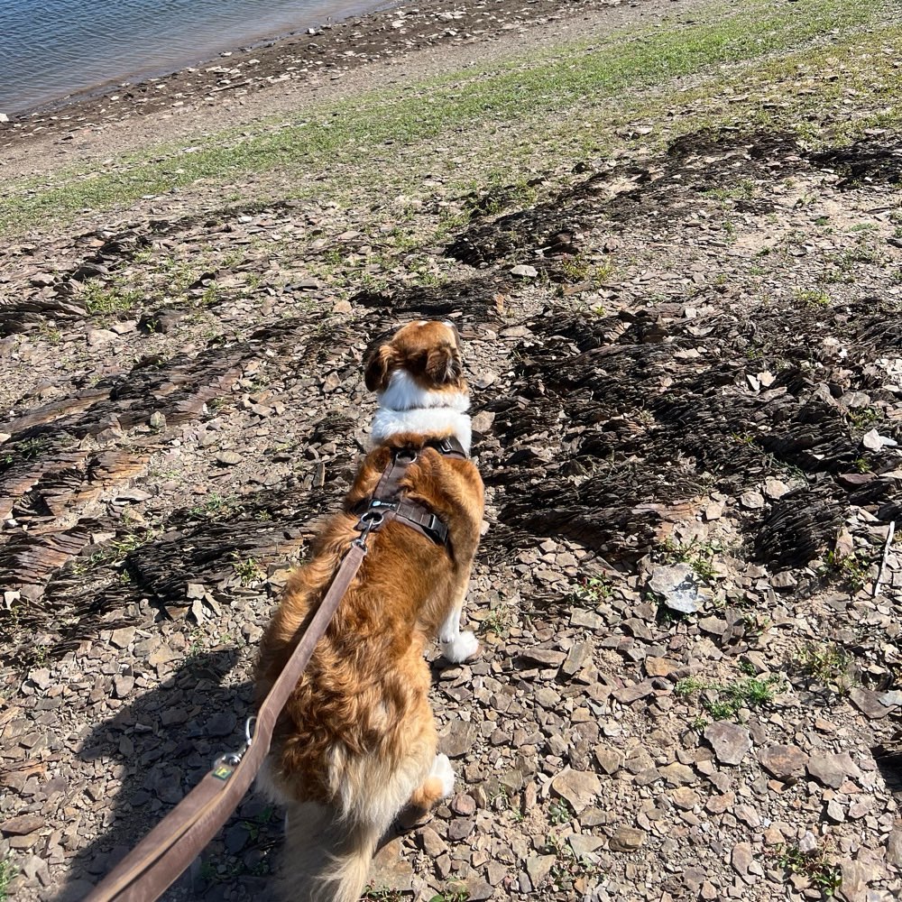 Hundetreffen-Trainings Buddy gesucht-Profilbild