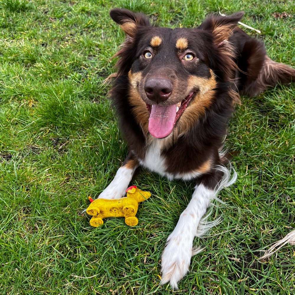 Hundetreffen-Social Walk-Profilbild