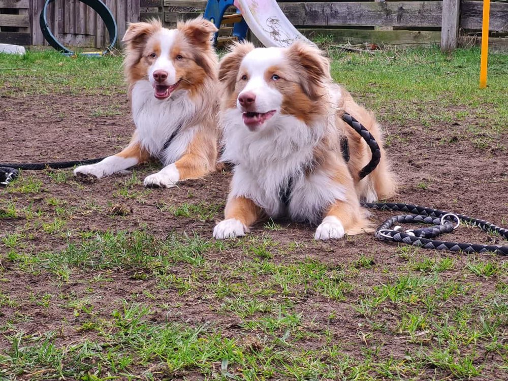 Hundetreffen-Social Walk-Profilbild