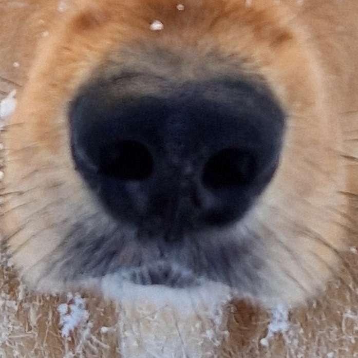 Hundetreffen-Social Walks-Profilbild