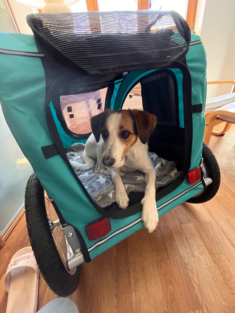 Hundetreffen-Gemeinsam Gassigehen, Kontakt mit Artgenossen-Profilbild