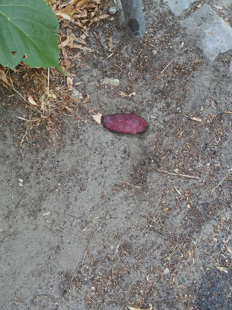 Giftköder-Fleischscheiben-Profilbild