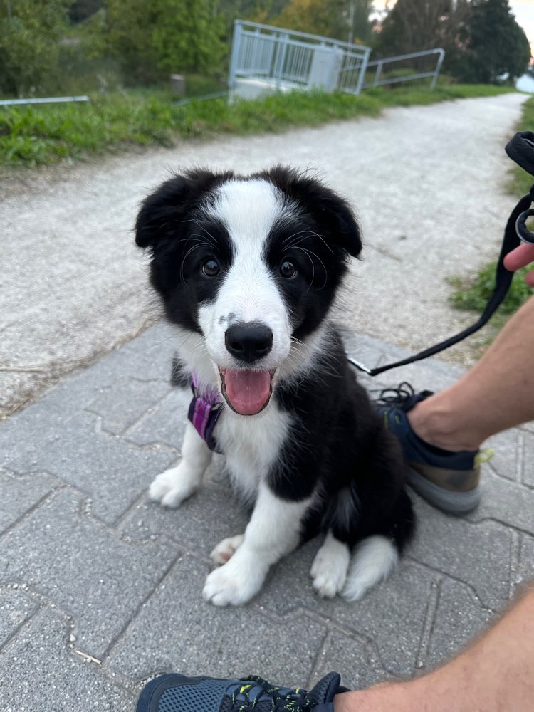 Hundetreffen-Welpentreffen-Profilbild