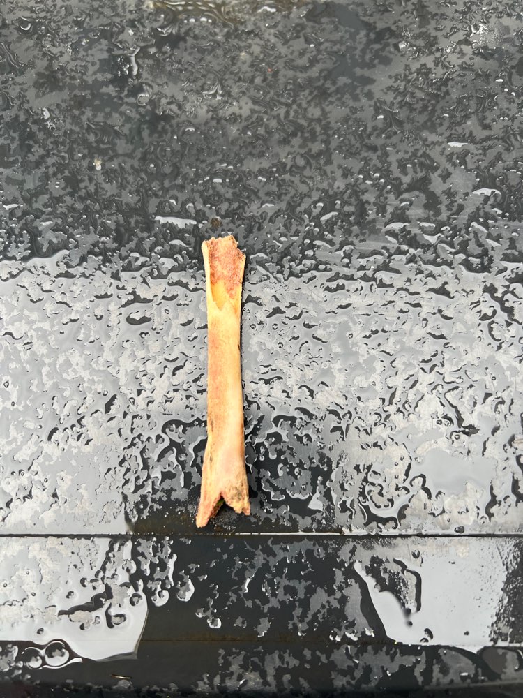 Giftköder-Knochenfund-Profilbild