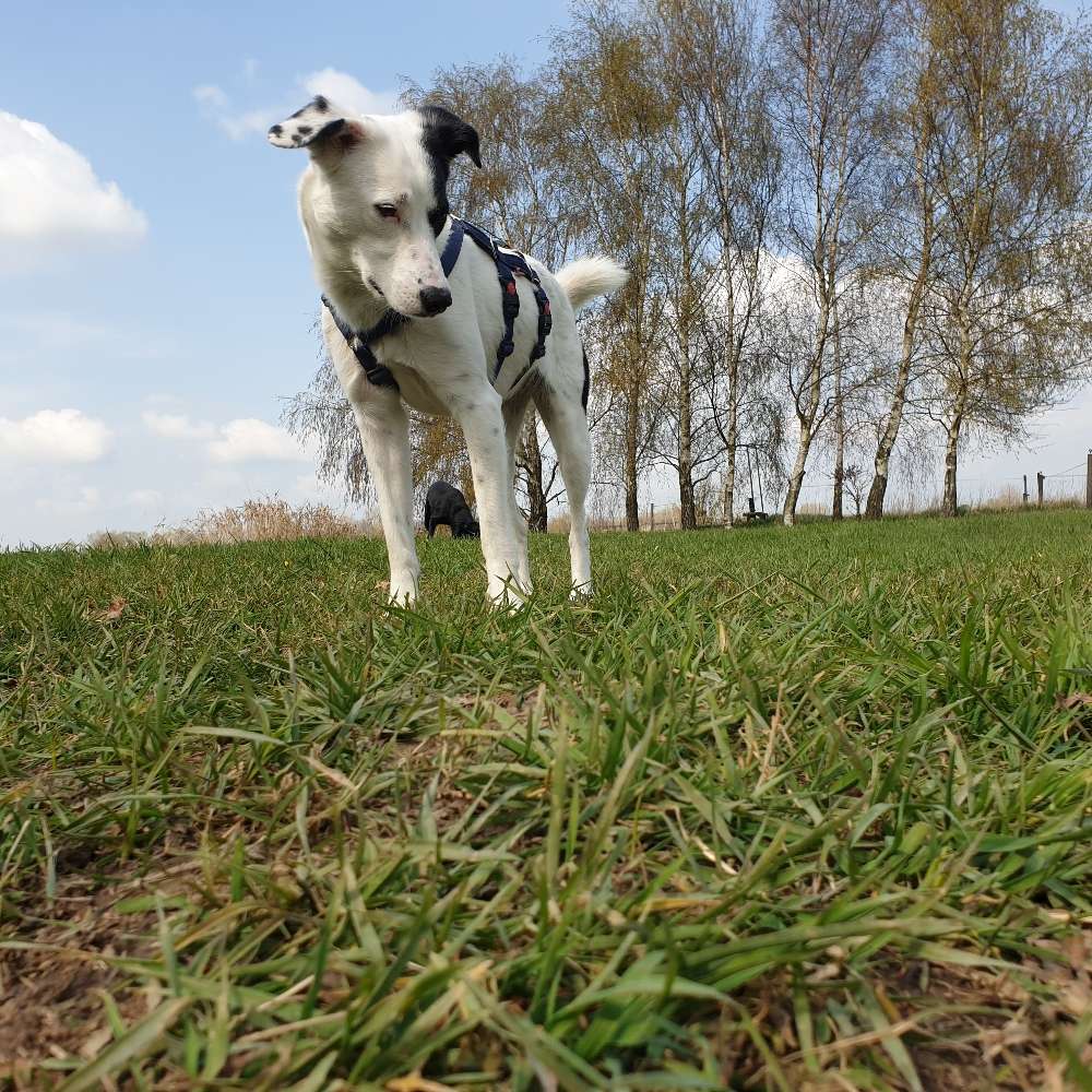 Hundetreffen-Spaziergang an der Leine/unsichere Hunde-Profilbild