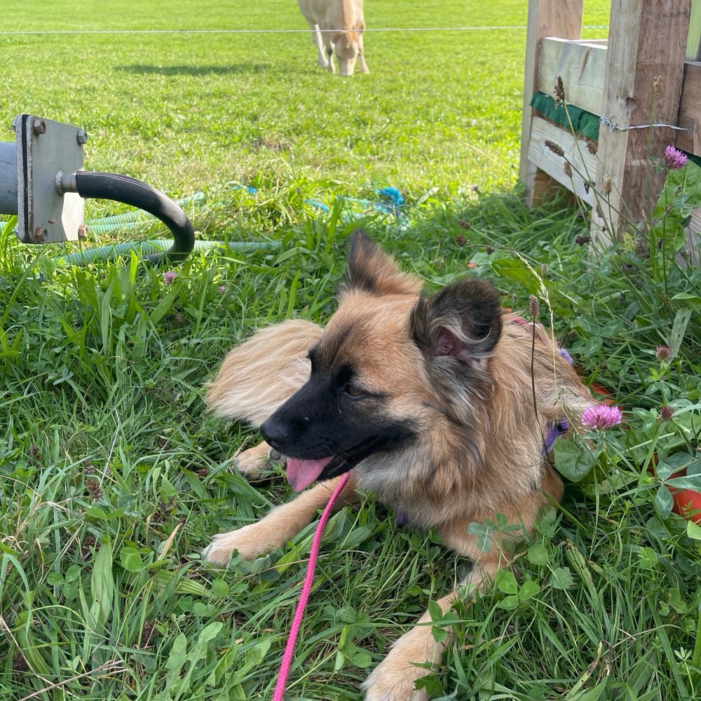 Hundetreffen-Hundefriends finden-Profilbild