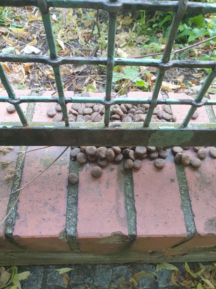 Giftköder-Trockenfutter - evtl. Giftköder-Profilbild