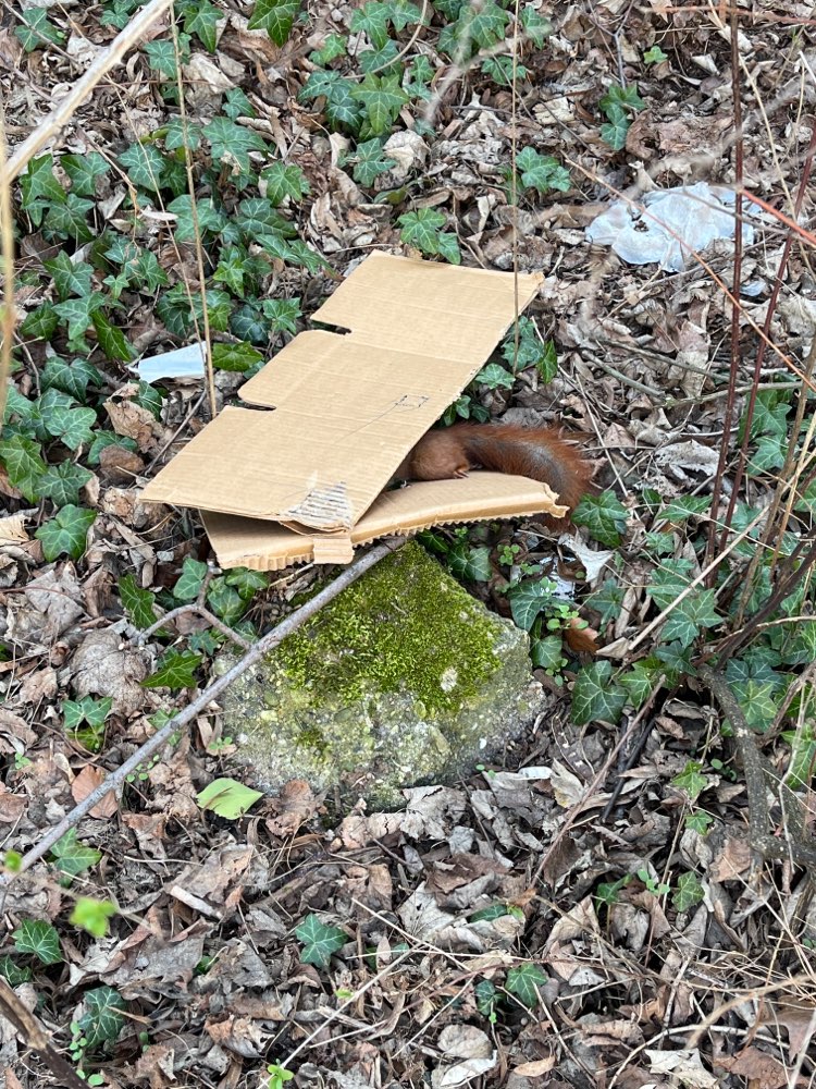 Giftköder-Totes Eichhörnchen-Profilbild