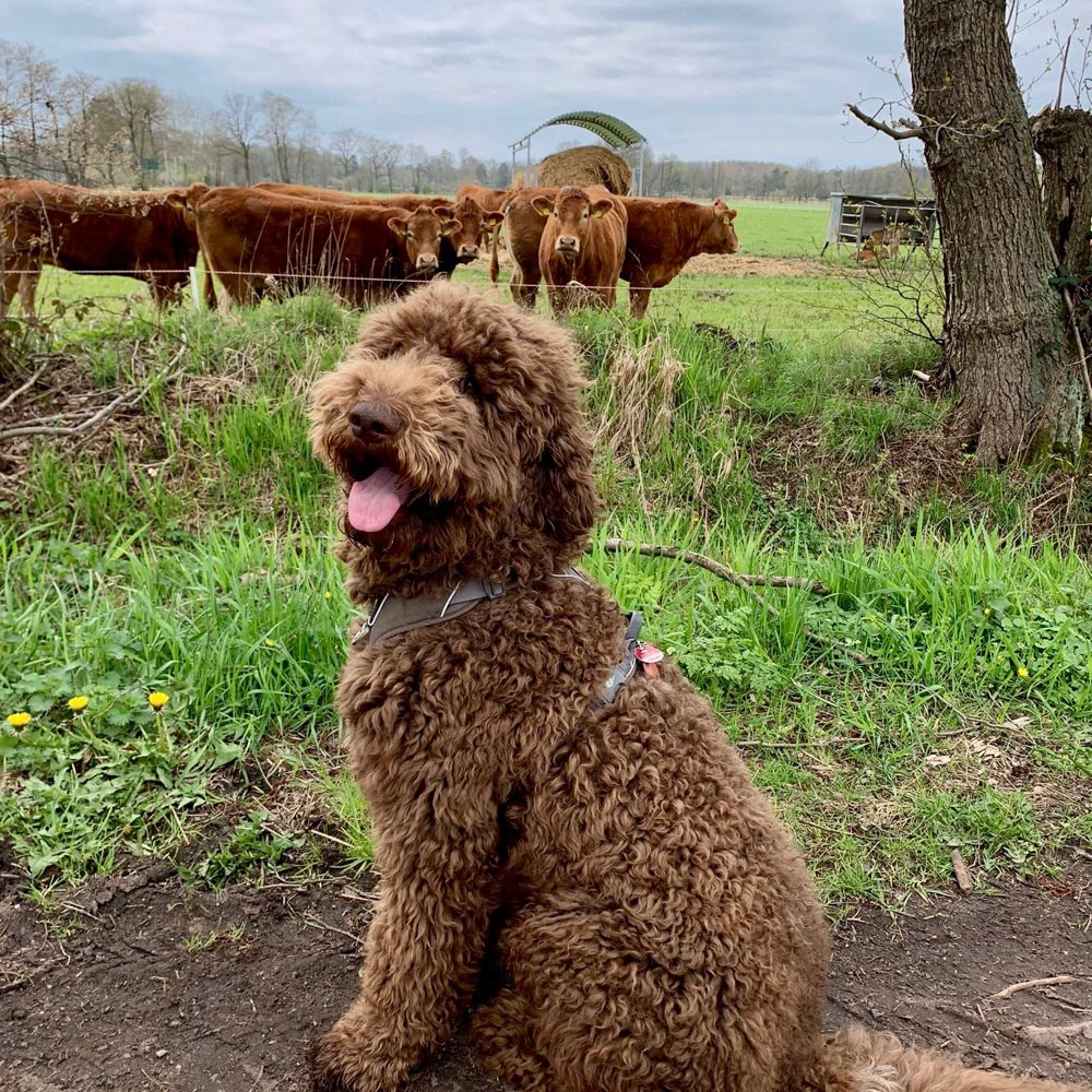 Hundetreffen-Spielrunde Junghund-Profilbild
