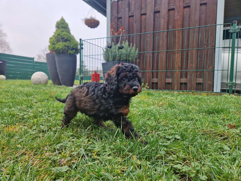 Hundetreffen-Welpentreffen Köpenicker Märchenviertel-Profilbild