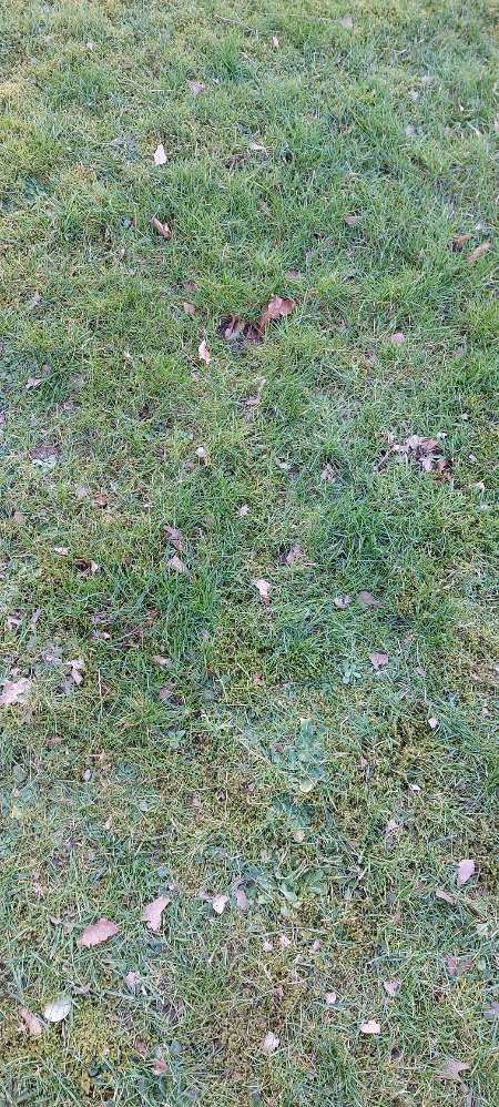 Giftköder-Giftköder (Rattengift)-Profilbild