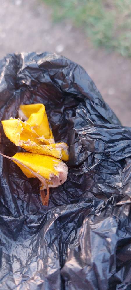 Giftköder-Wurst ?-Profilbild