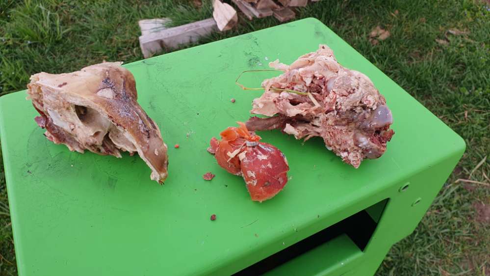 Giftköder-Fleischreste-Profilbild