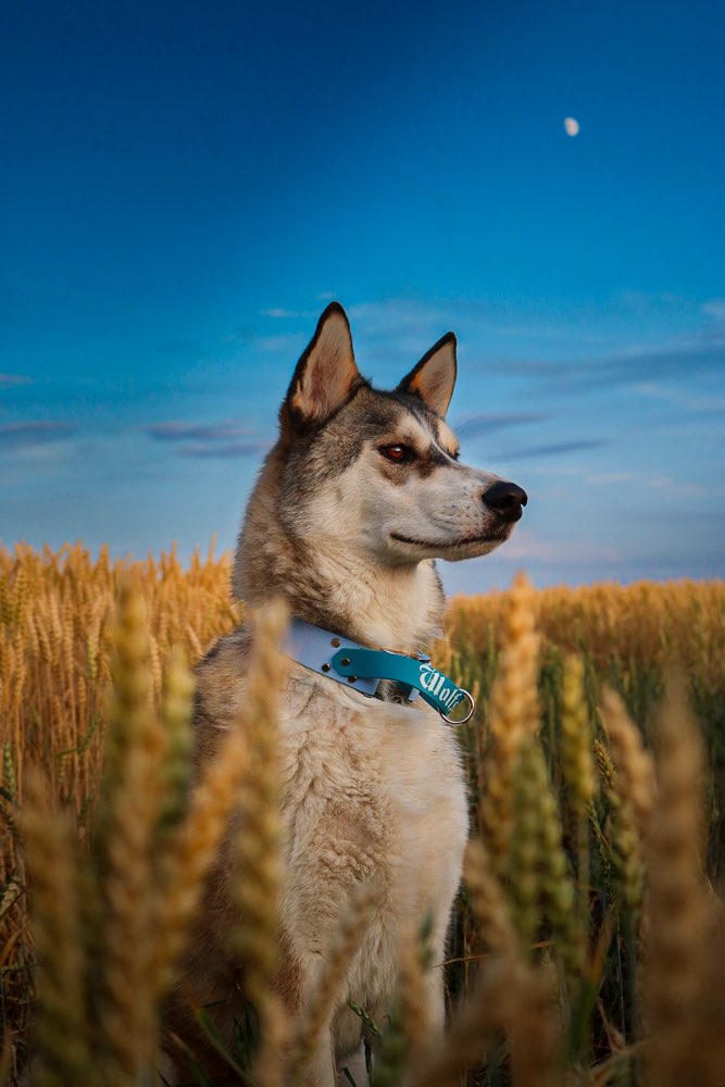 Hundetreffen-Wir suchen ein Team für gemeinsames Canicross-Profilbild