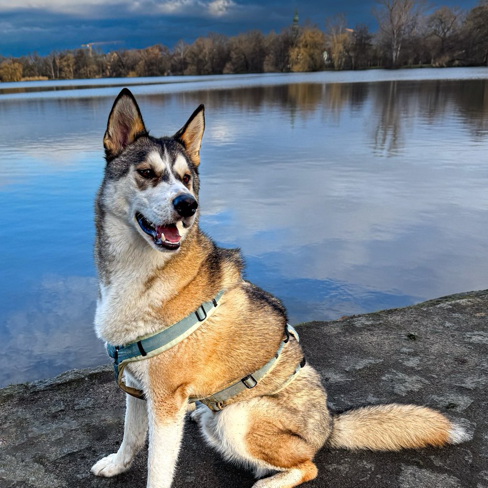 Hundetreffen-Spazieren und Spielen-Profilbild