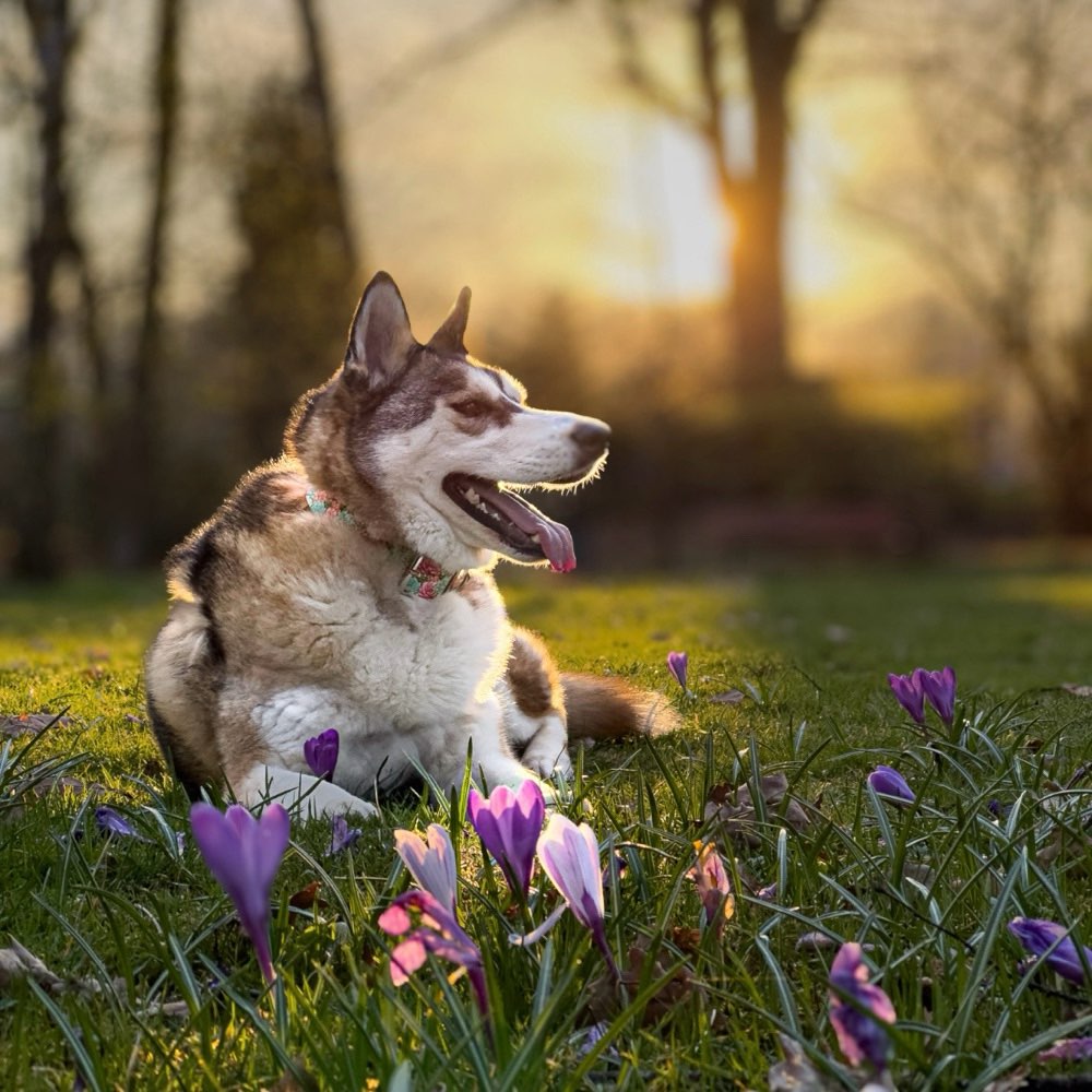 Hundetreffen-Spazieren und Spielen-Profilbild