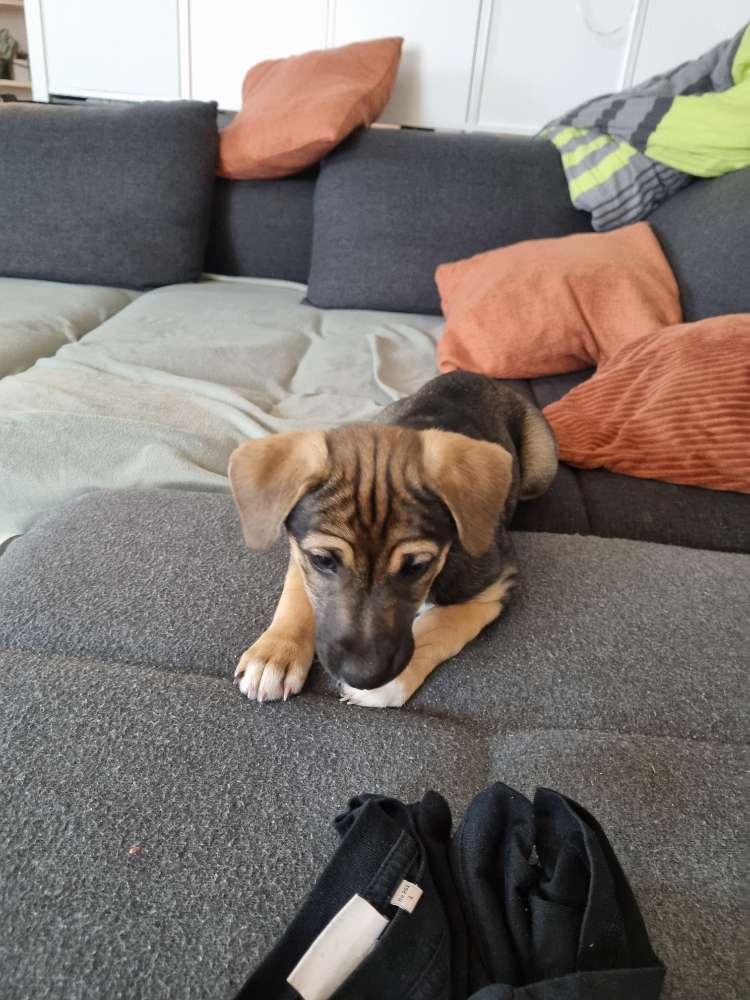 Hundetreffen-Welpe sucht Welpen-Profilbild