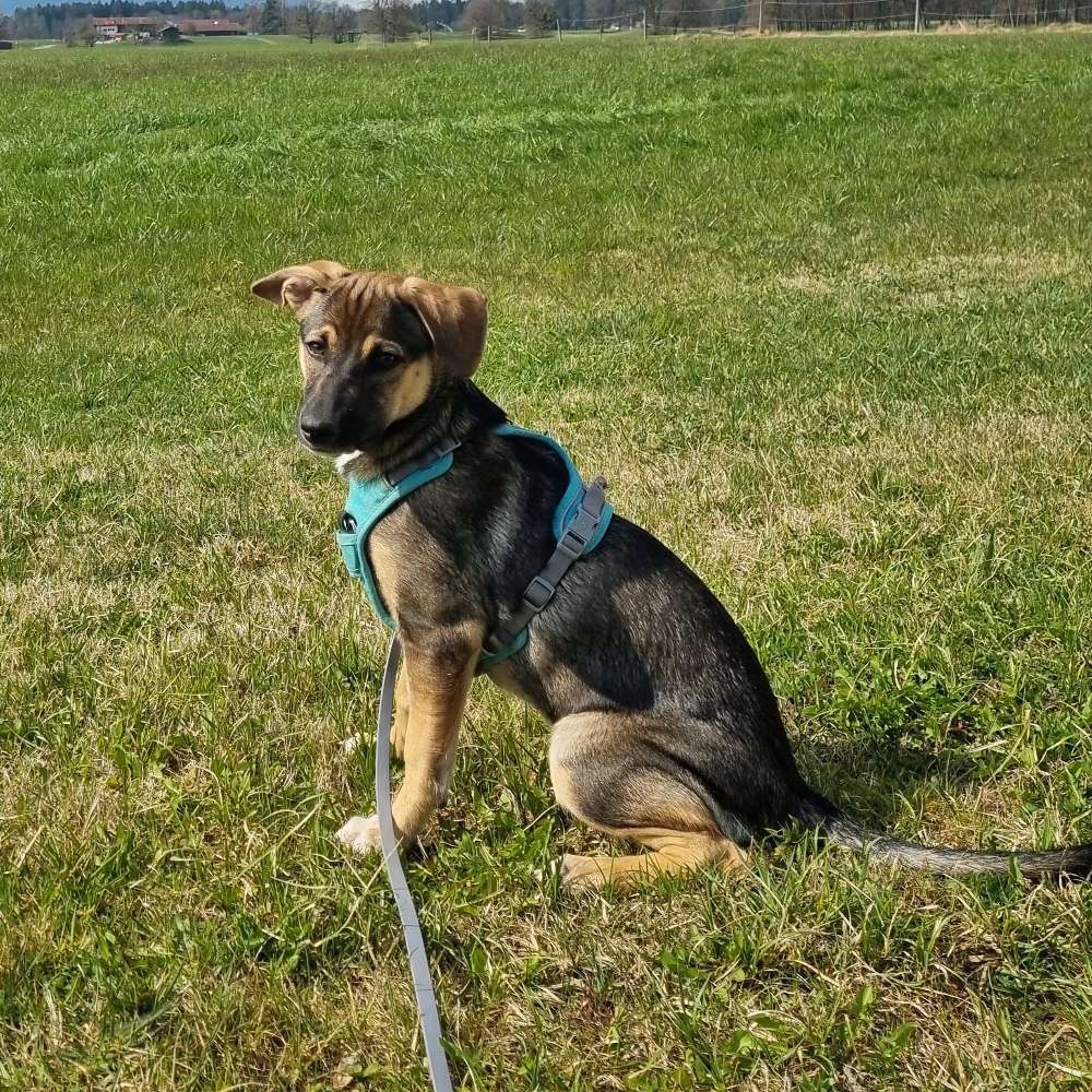 Hundetreffen-Welpe sucht 'Freunde' Gassigehen/Spielen/Austauschen-Profilbild