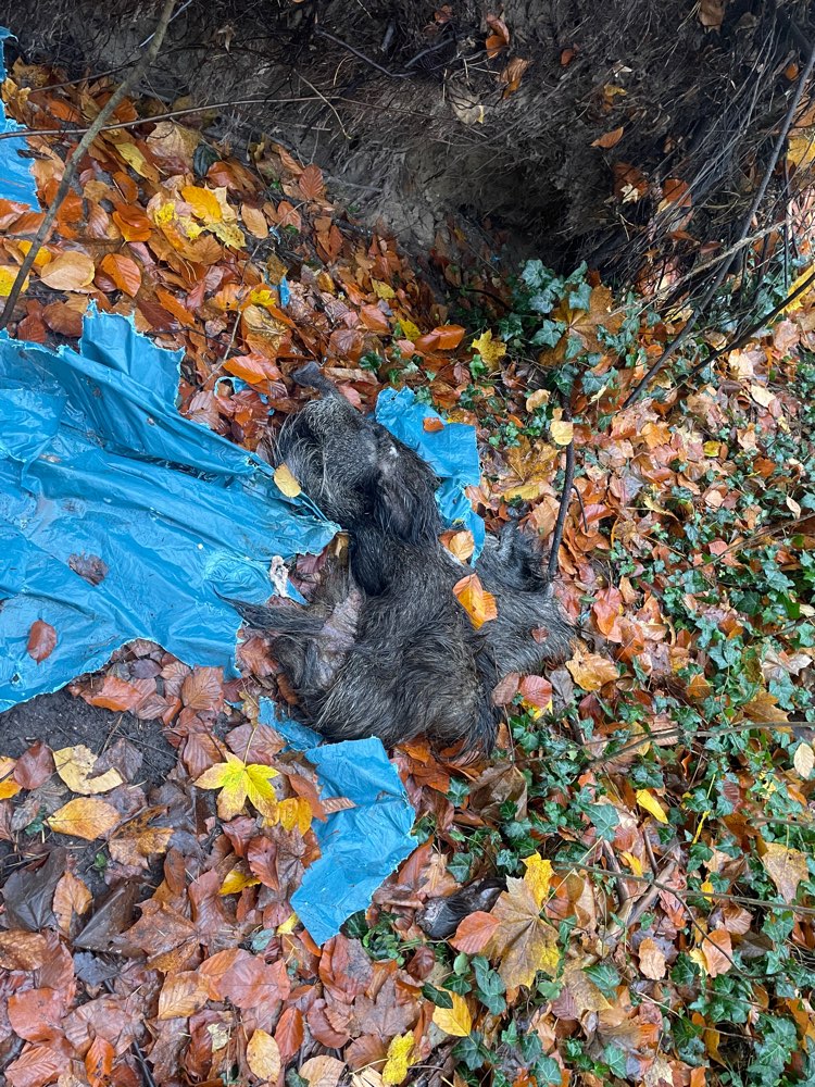 Giftköder-Tierkadaver-Profilbild