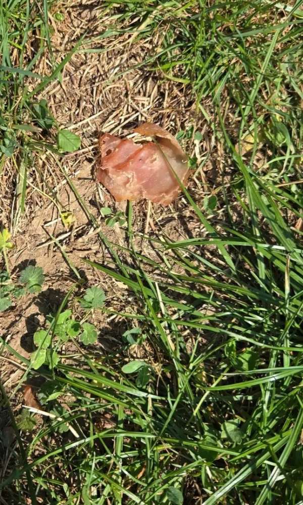 Giftköder-Giftköder?-Profilbild