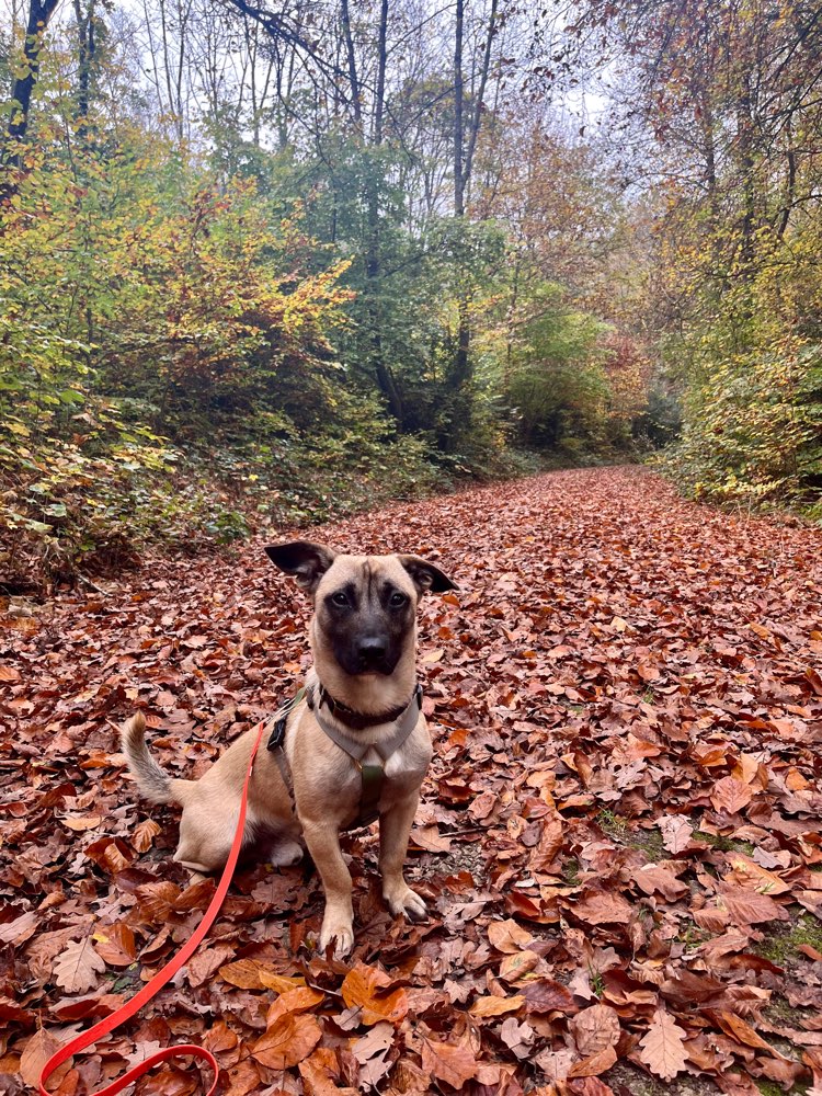 Hundetreffen-Gemeinsame Gassirunden-Profilbild