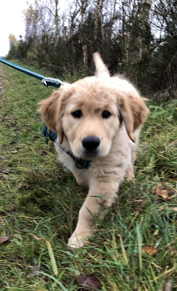 Hundetreffen-WelpenTreffen-Profilbild