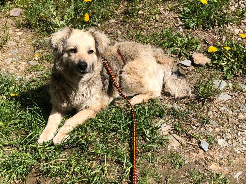 Hundetreffen-Hundefreunde zum Gassi gehen spielen 🐶-Profilbild