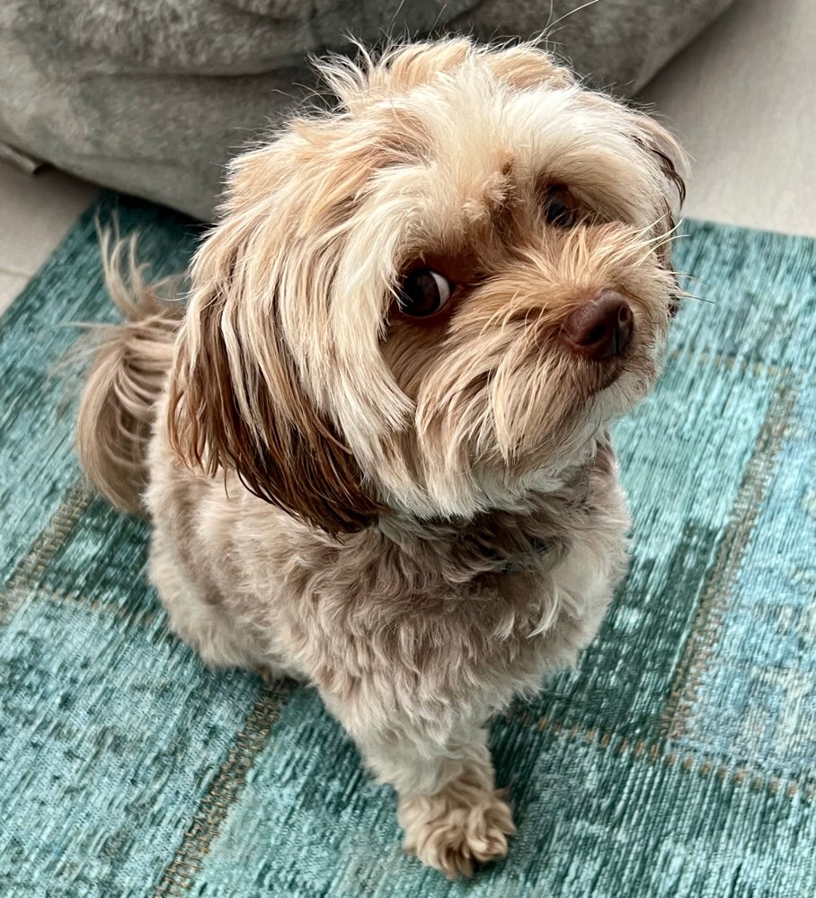 Hundetreffen-Gassi und Spielen mit Mini-Profilbild