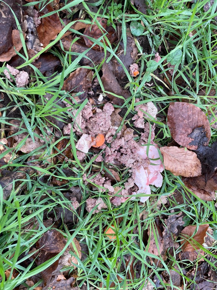 Giftköder-Rohes Fleisch evtl. Mit Nassfutter-Profilbild